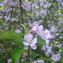 Malus domestica